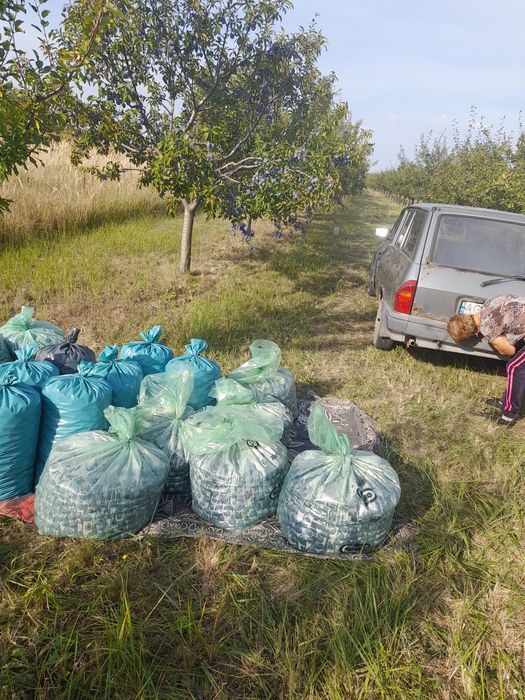 Prune pentru țuică