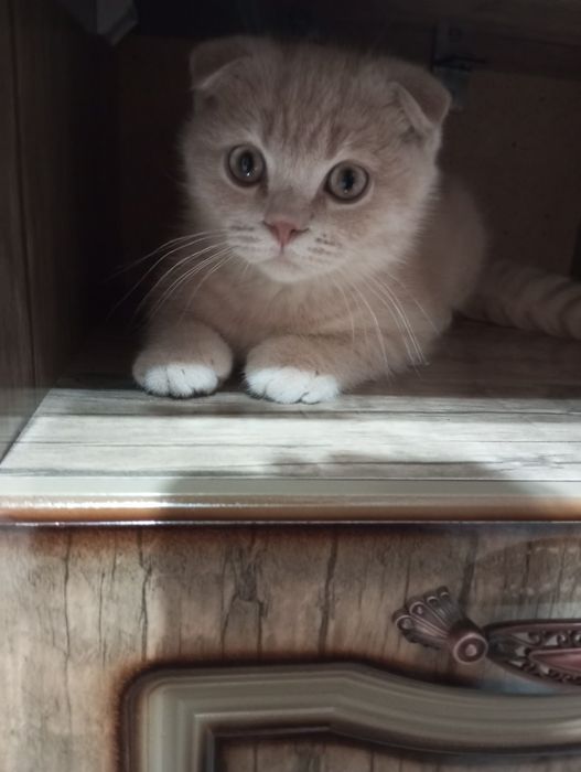 Продаются котята:Скотиш Фолд.