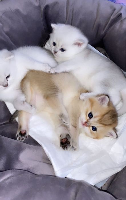 Продается Британские шиншиллы