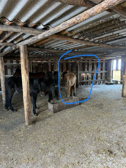 Продам жабагы мальчик.