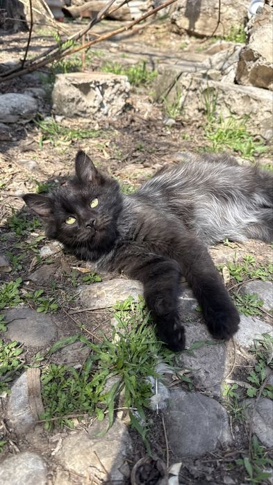 Котенок, пол года