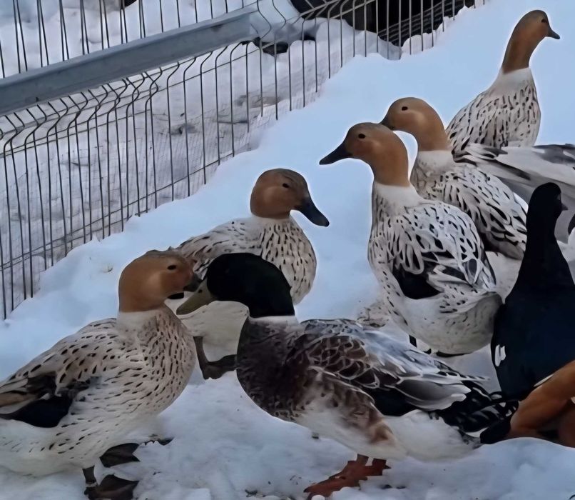 Rate rasa Streicher - 2 perechi (+ 1 ratoi cadou))