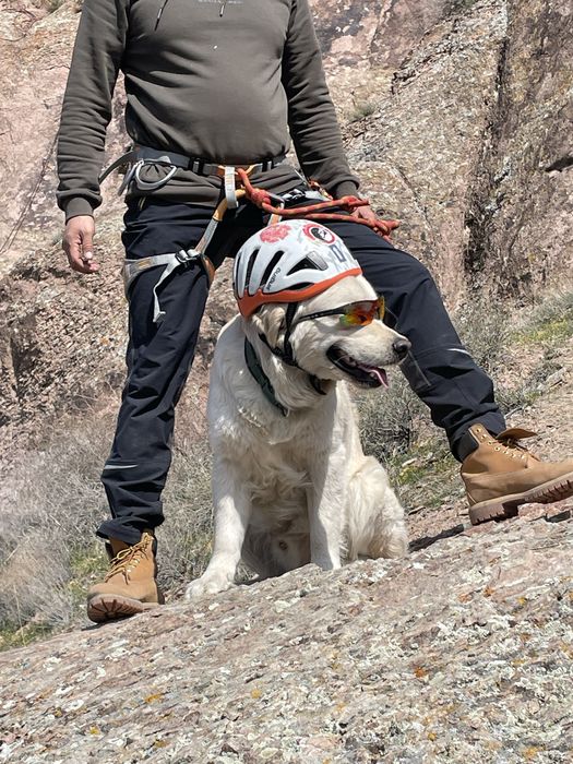 Вязка Золотистый Ретривер