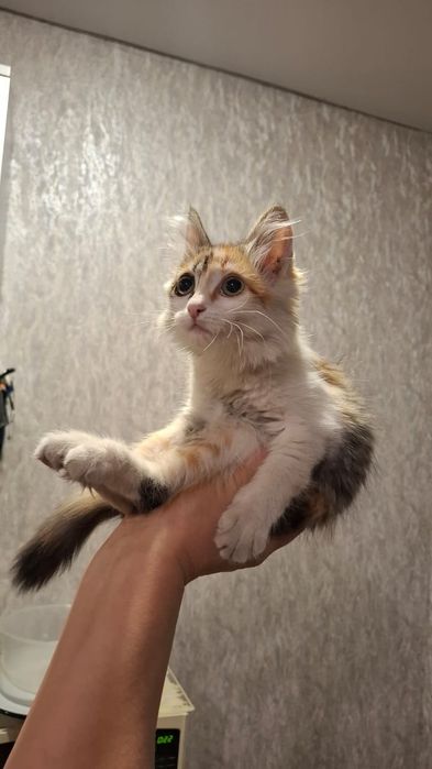 Отдам красивых котят.