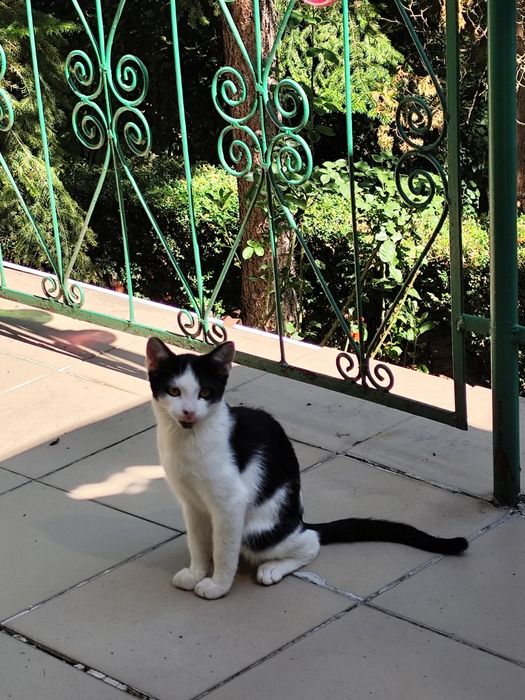 Pui pisica spre adoptie