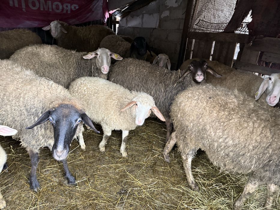 Vand oi Carabase si Awassi