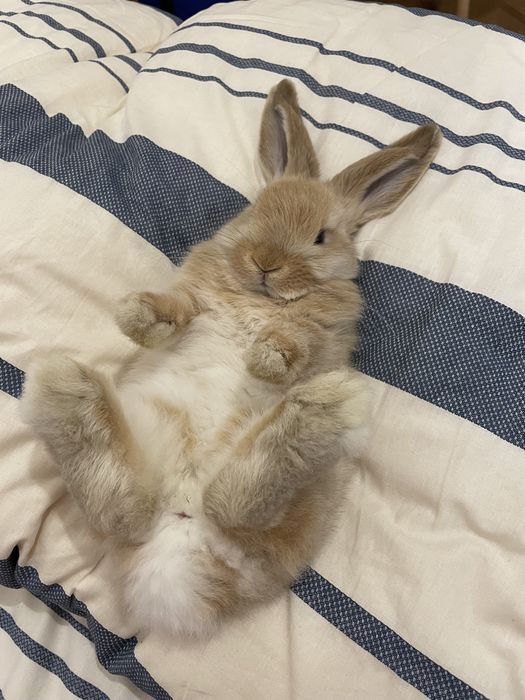 Iepure mini lop mascul