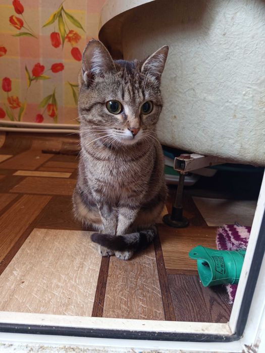 Найдена, ищет хозяев !