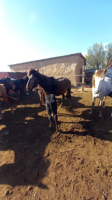 Құлынды биелер сатылады