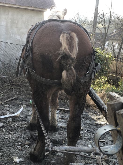 Vând  mânza buna. De ham