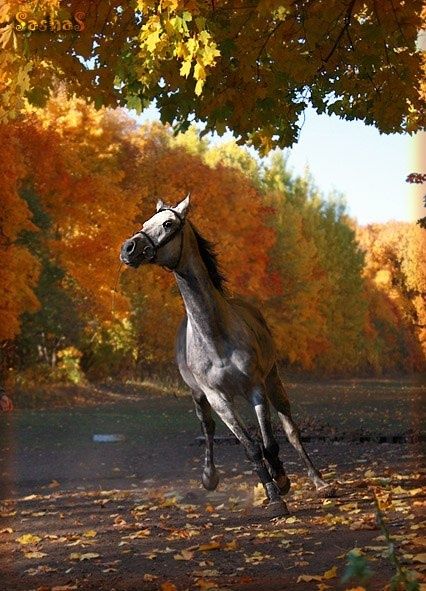 Продам жеребца вырос в косяке полукровый рослый хороших кровей!