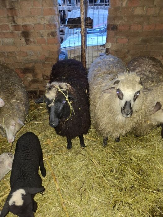 Vând oi cu miei după ele