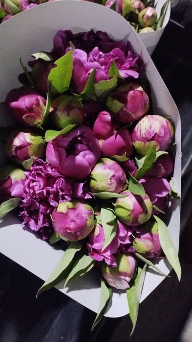 Пионы в бутонах ароматные