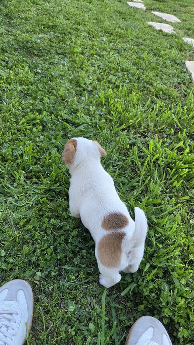 Две енергични мъжки Джак Ръселчета!