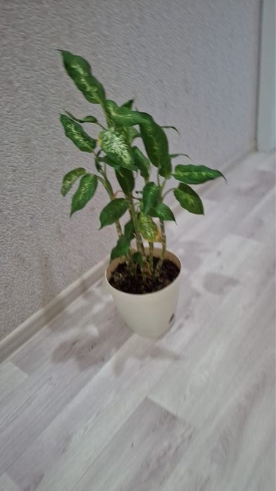 Комнатные цветы срочно продам