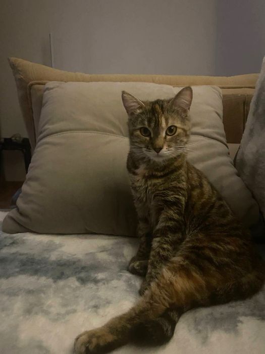 кошку в добрые руки