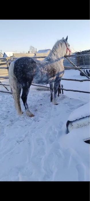 Орловская кобыла