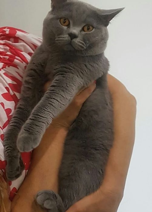 Вязка кота британца опытный!