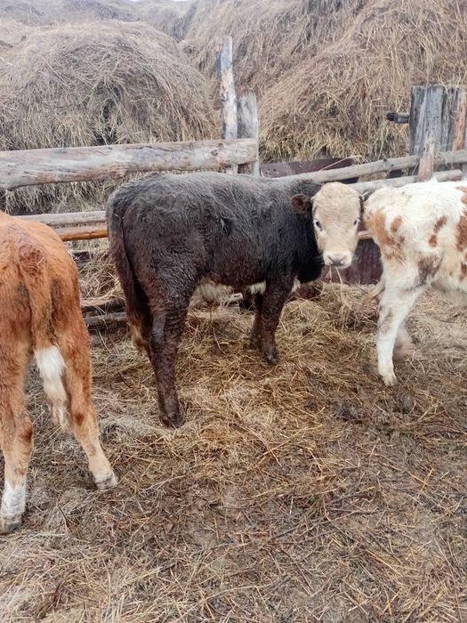 Патсос бұзаулар сатылады