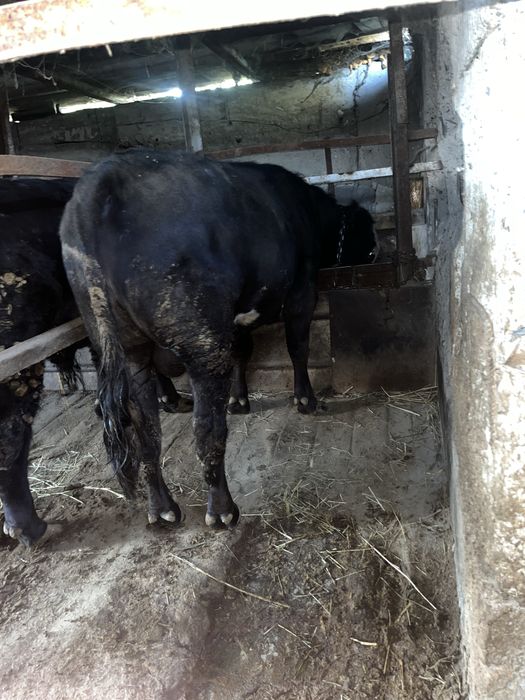 Продам бычков на откорме