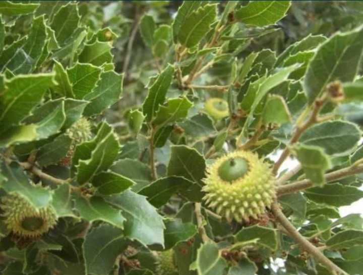 Билка Пърнар(лекува бъбречни заболявания, камъни в бъбреците, инфекции