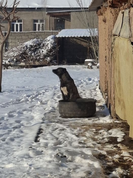 Алабай зоти тоза ит