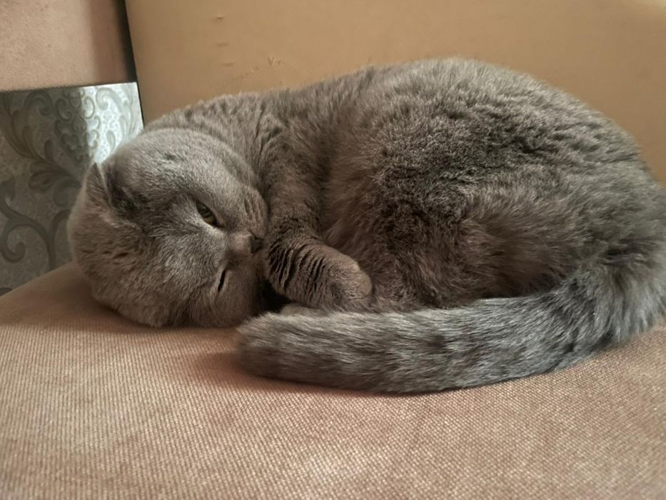 Кошка Шотладская вислоушка