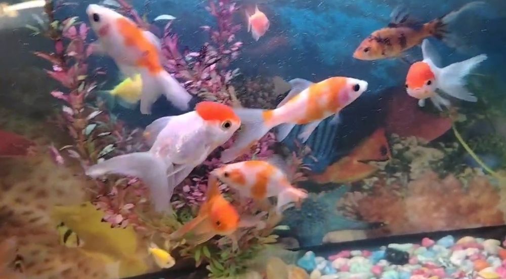 Аквариумные рыбки