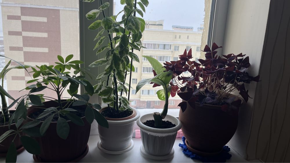 Продам комнатные цветы