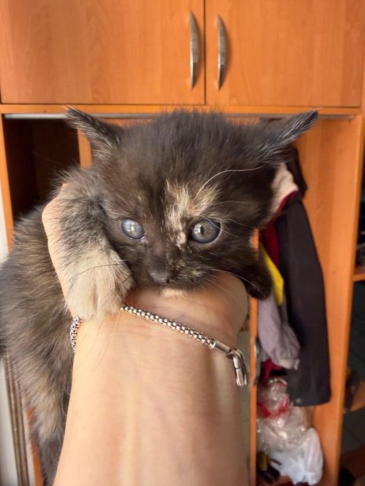 В добрые и заботливые руки