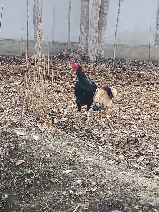 Дакан Жожа яахши сер калтак