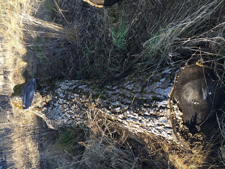 Trunchi / Buștean  de Nuc