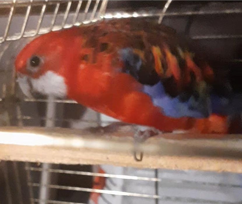 Розелла. гранатовый самец