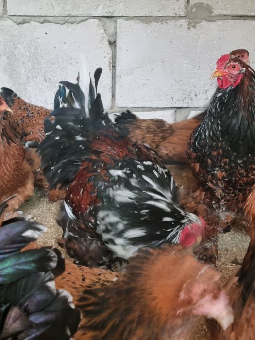 Vand brahma portelan