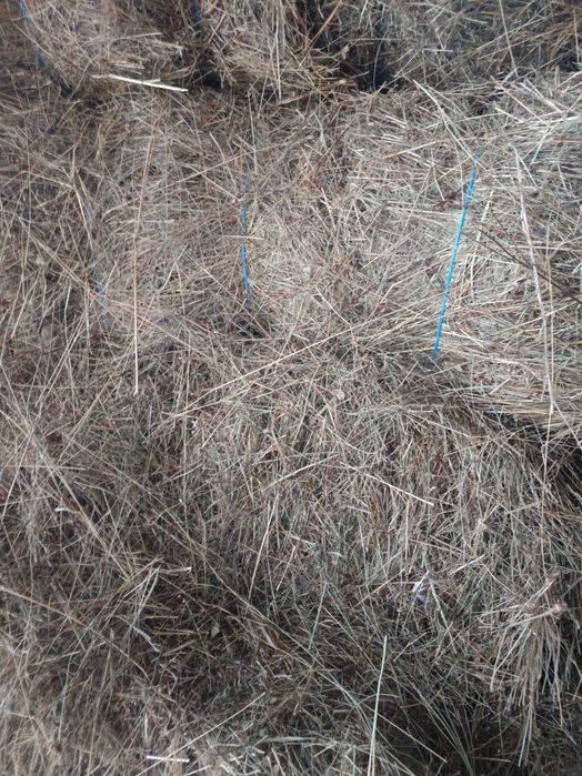 Baloți fan dreptunghiulari producția 2025