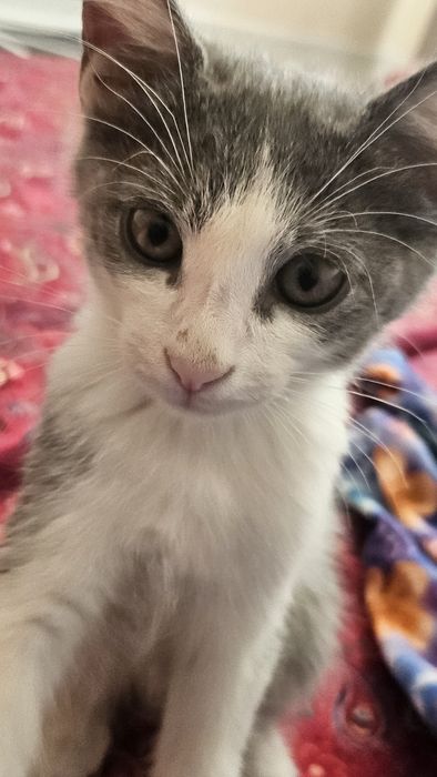 Отдам котёнка в хорошие руки