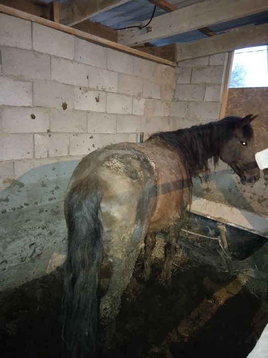 Бие сатылады откорымда баиланган