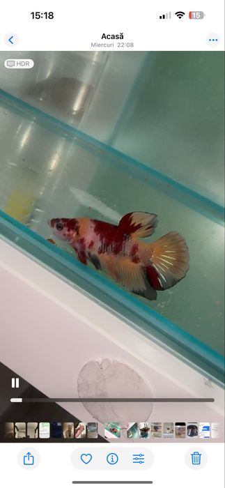 Pesti betta multicolori multiple rase . Hmpk plakat, halfmoon, veiltai ...