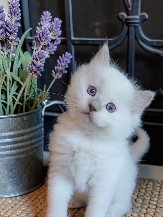 Disponibilă fetiță Ragdoll