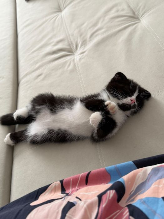 Отдам кота доброе руки