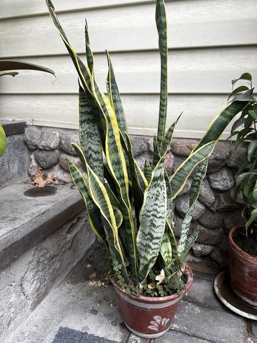 Комнатные растения