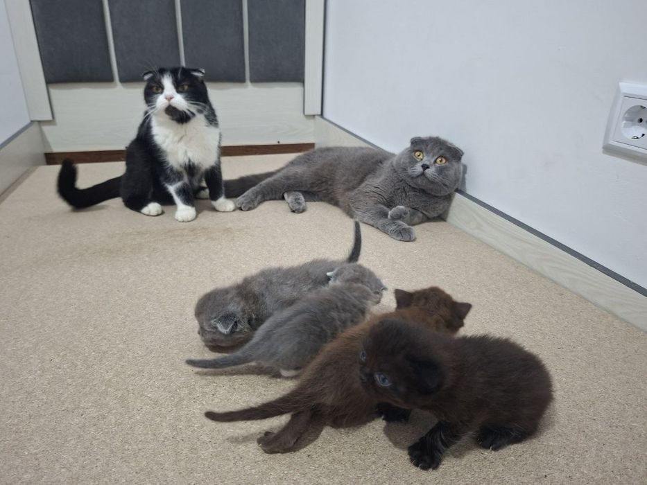 Срочно Продаётся  коты  скотиш