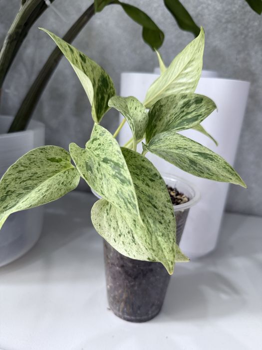 Эаипремнум марбл квин