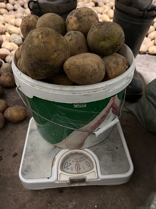 Продам домашнюю картошку. Картофель местный.