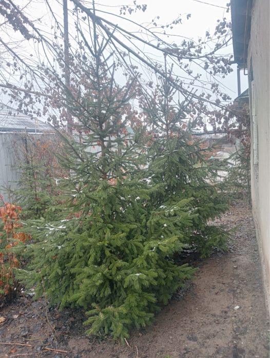 Европейские Елки