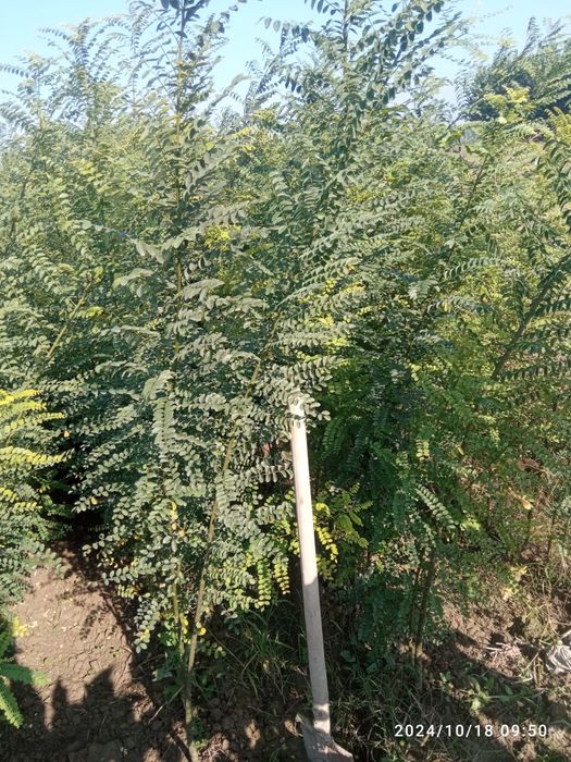 Декоративные каталпа кочатлар