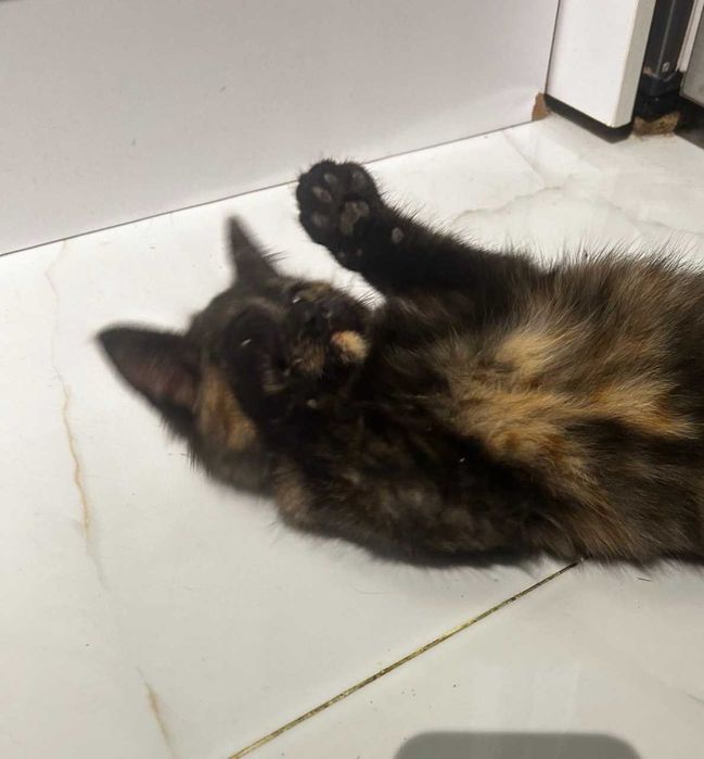 Котенок девочка (1,5 -2 месяца)