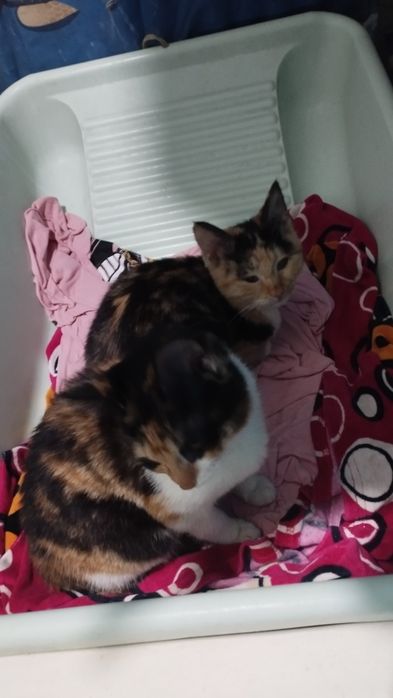 Котята трехцветные срочно бесплатно