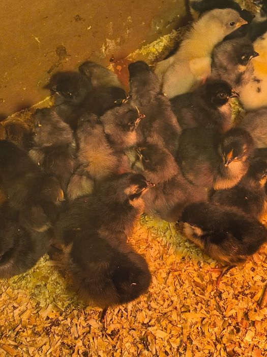 Pui Australorp negru și albastru de o săptămână