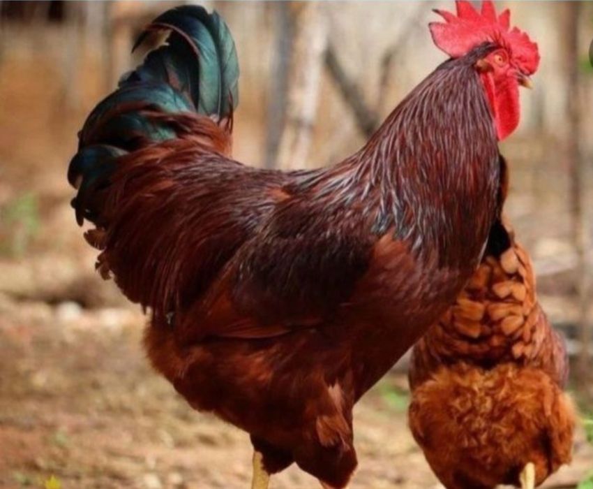 Han Hyap koreya tovuq zoti